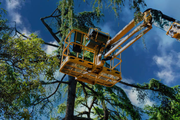 How Our Tree Care Process Works  in Carrabelle, FL